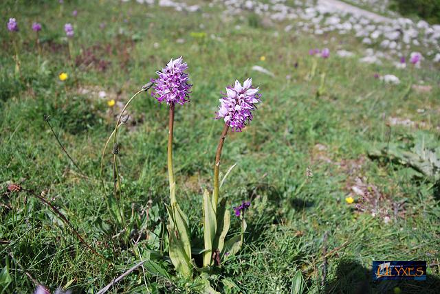 orchis simia.JPG